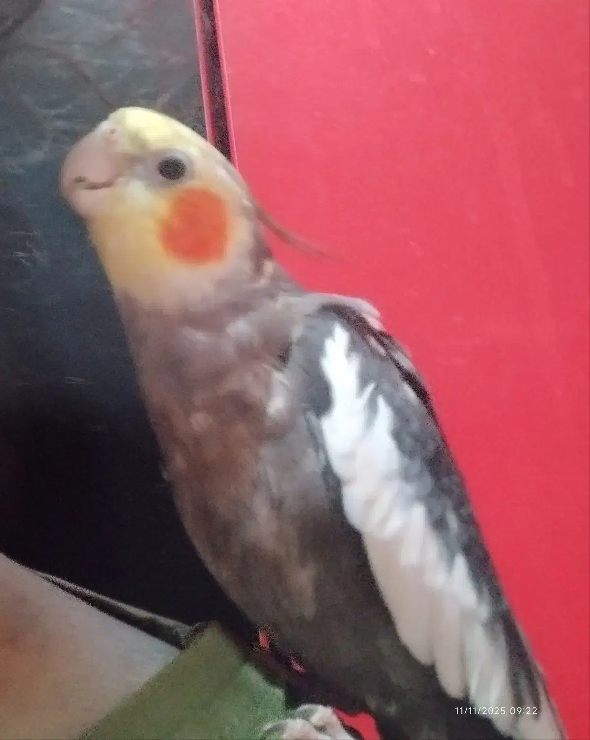 گمشده|حیوانات|بندر ماهشهر, |دیوار