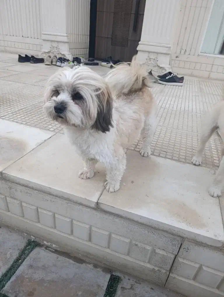 واگذاری|سگ|اصفهان, زیار|دیوار