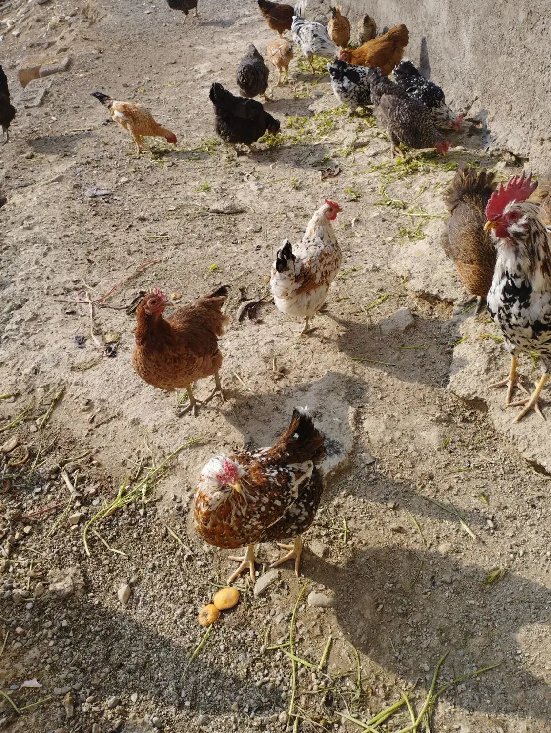 فروش مرغ کلین تخم گذار|حیوانات مزرعه|الیگودرز, |دیوار