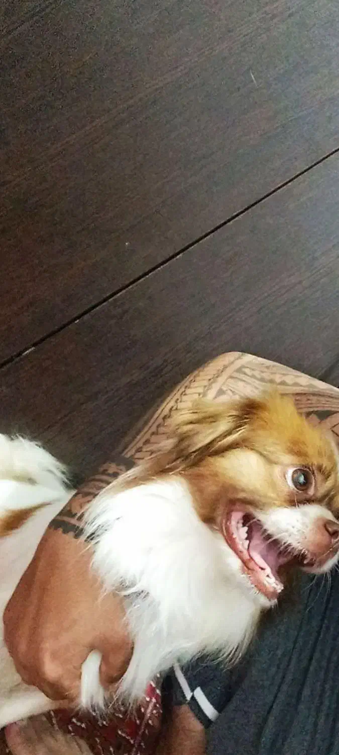 سگ آپارتمانی.پیکینز|سگ|مشهد, یاس|دیوار