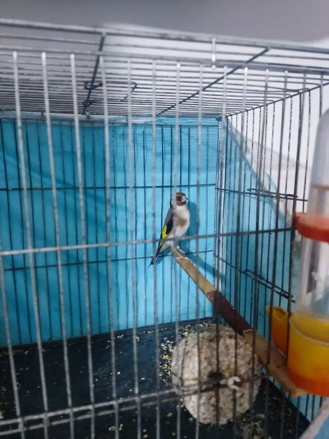 سهره نر دهن باغی دوساله تازه صاف|پرنده|دیواندره, |دیوار