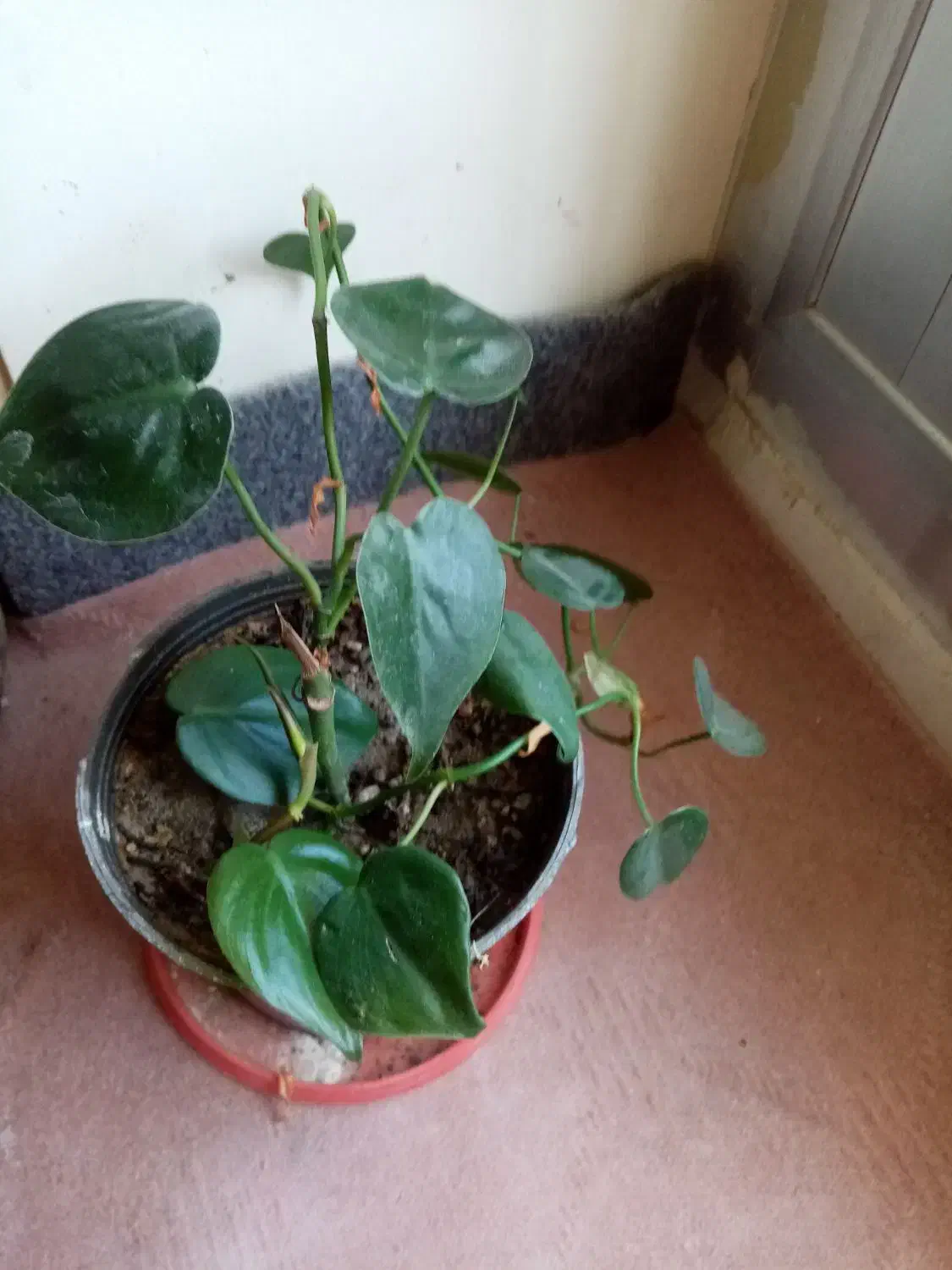 گلهای خانه من|گل و گیاه طبیعی|تبریز, |دیوار