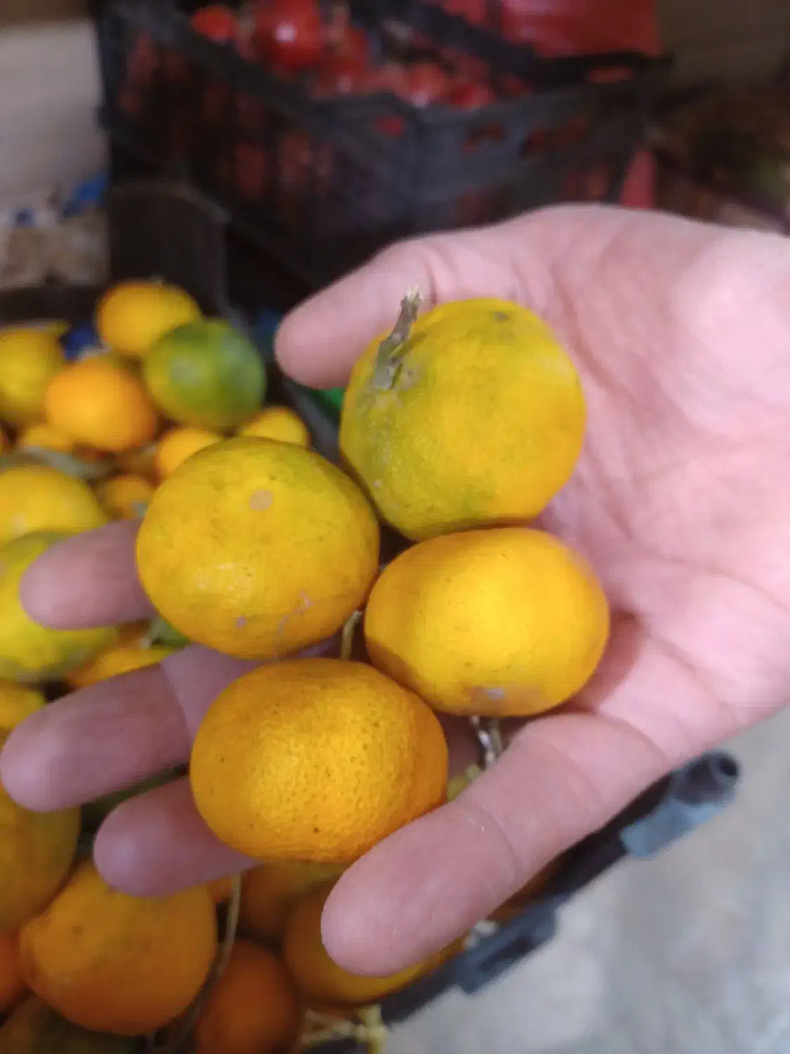 نارنگی شیرین|خوردنی و آشامیدنی|مشهد, هنرور|دیوار