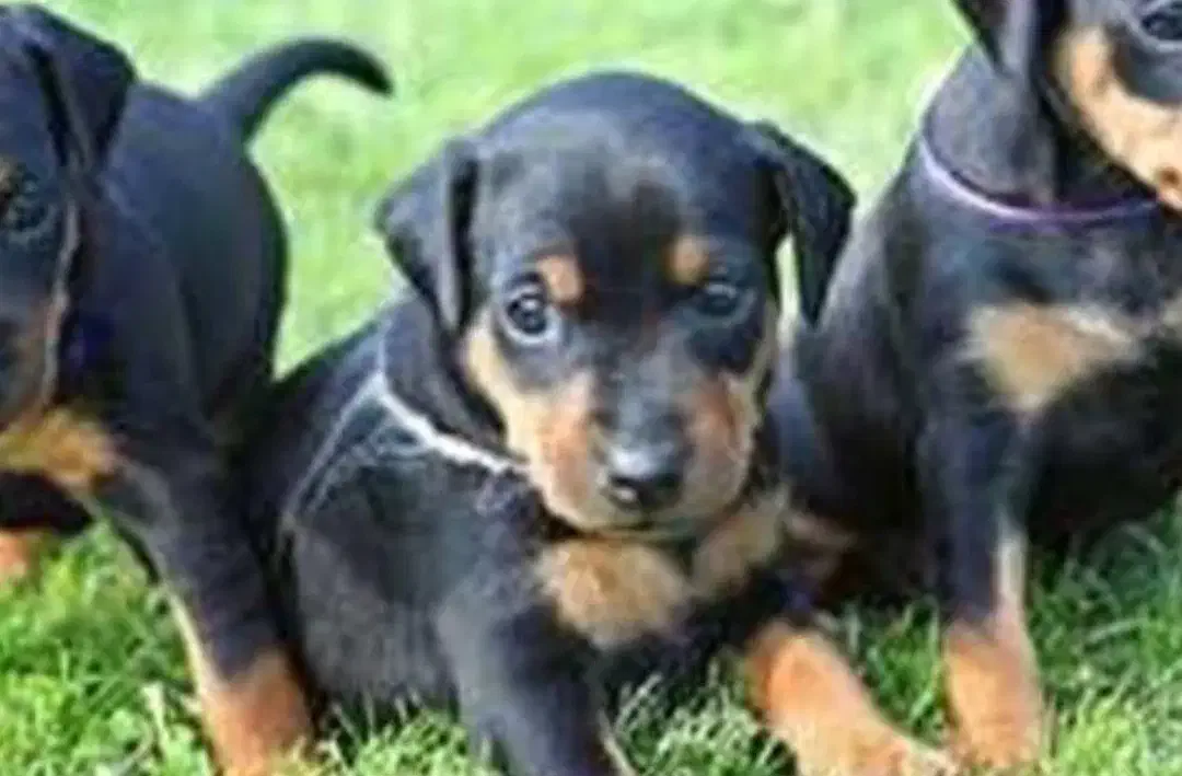 توله دوبرمن|سگ|چالوس, |دیوار