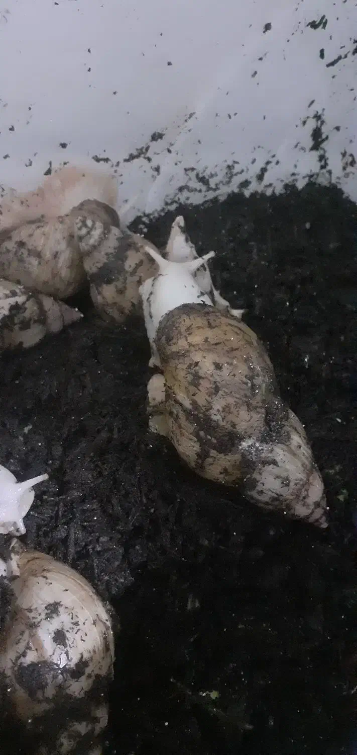 حلزون آلبینو|خزنده|قم, شاه ابراهیم|دیوار