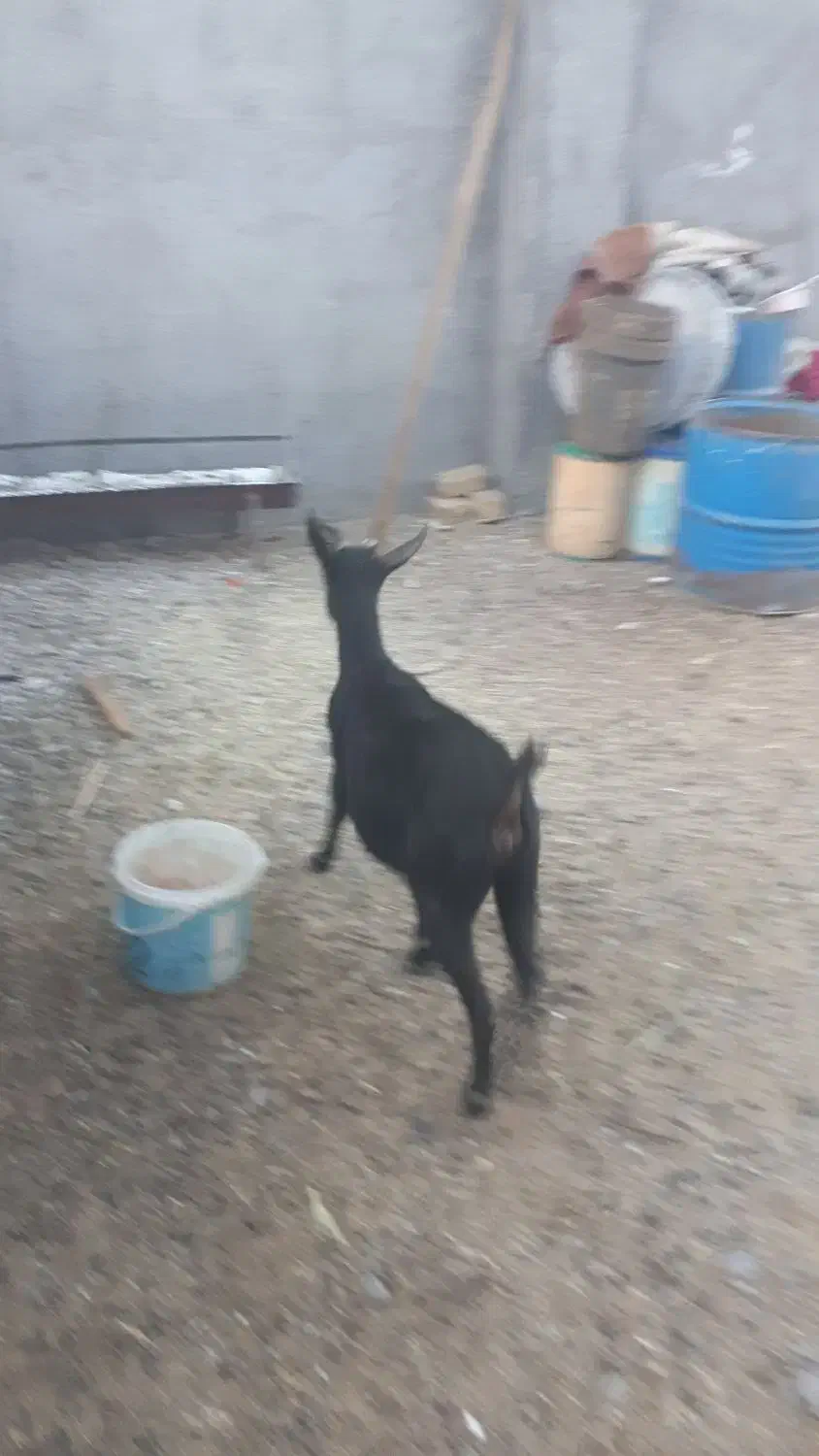 یکعددشیرمو..مورسیاهسانناصلفروشی|حیوانات مزرعه|قائن, |دیوار