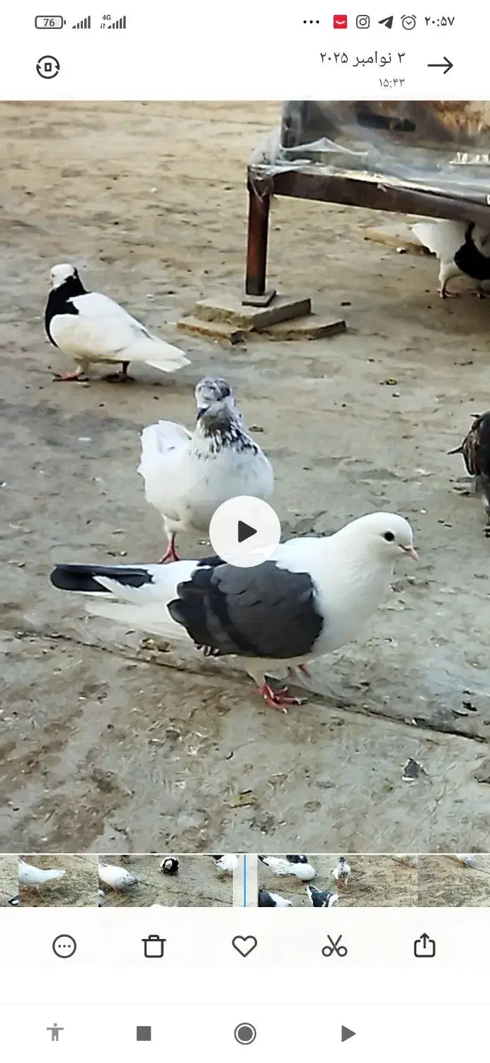 کبوتر پشتار ماده|پرنده|فردیس, شهرک ۱۱۰|دیوار