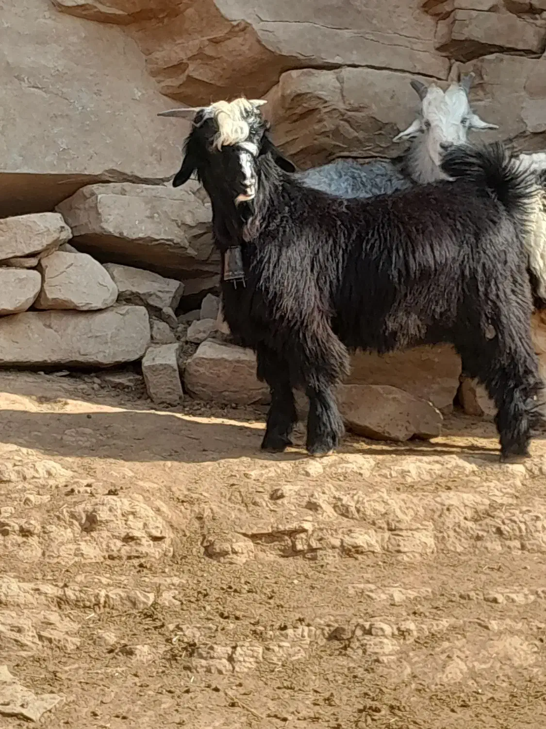 بیگ تخمی|حیوانات مزرعه|مسجد سلیمان, |دیوار