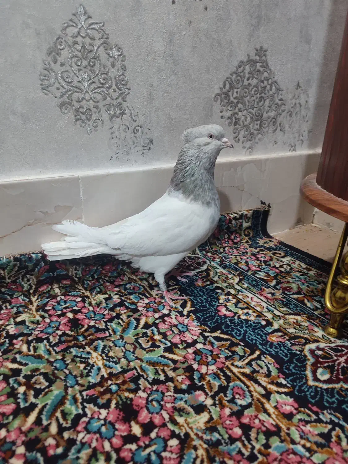 کله الماسی نر|پرنده|بم, |دیوار