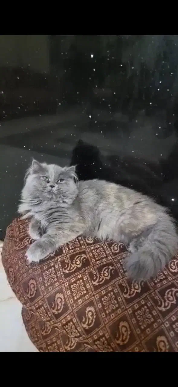 واگزاری گربه بریتیش بلو|گربه|بهبهان, |دیوار