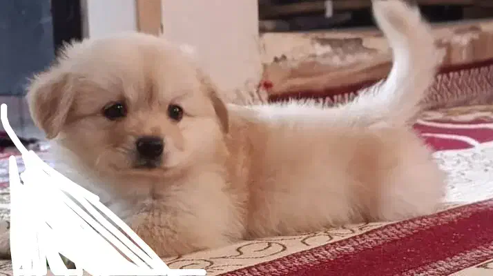 واگذاری پامر اشپیز سایز۲|سگ|بم, |دیوار