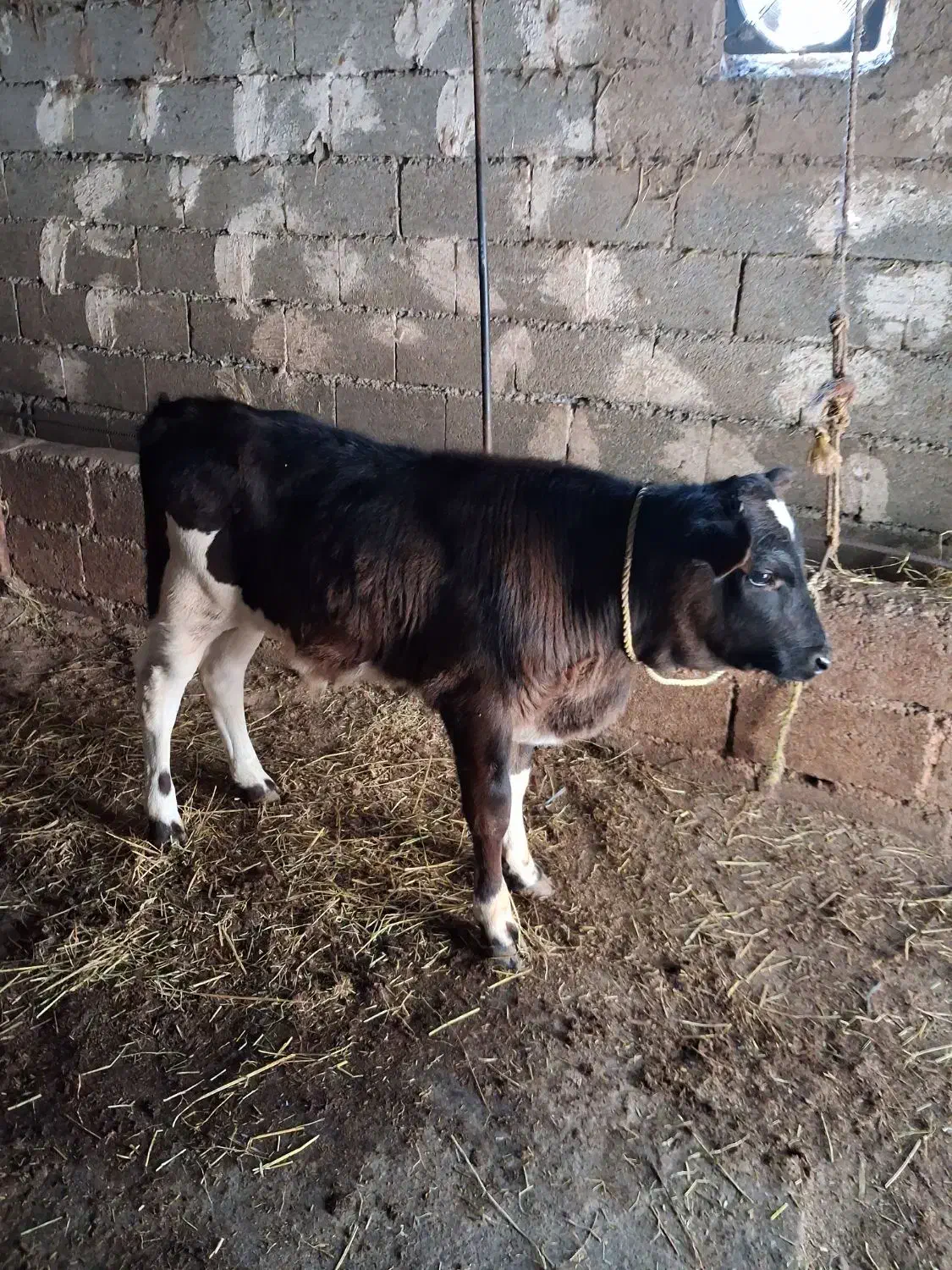 گاو دورگ محلی باگوساله نر|حیوانات مزرعه|لیسار, |دیوار