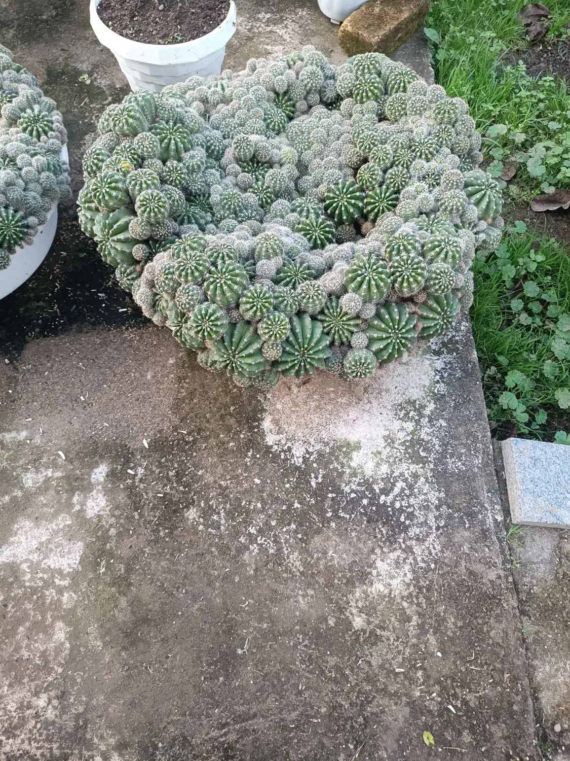 گل کاکتوس|گل و گیاه طبیعی|ماسال, |دیوار