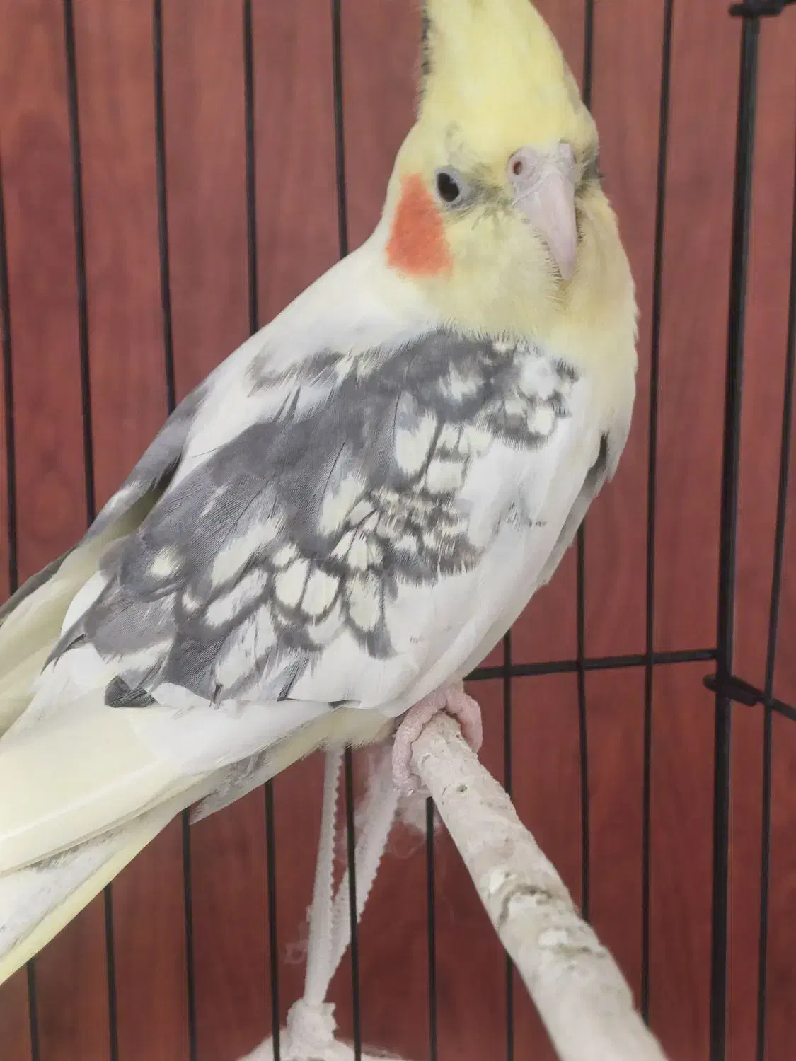 طوطی عروس نر|پرنده|رشت, نظری|دیوار