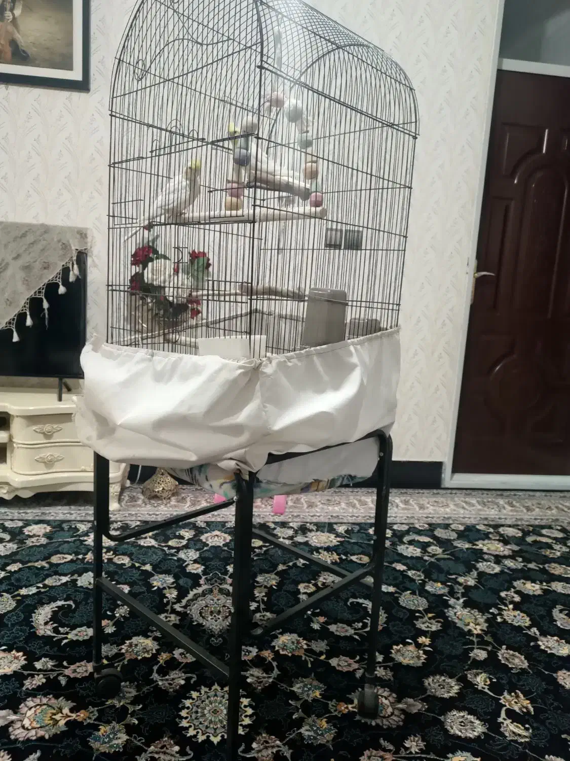 عروس هلندی|پرنده|کوهدشت, |دیوار