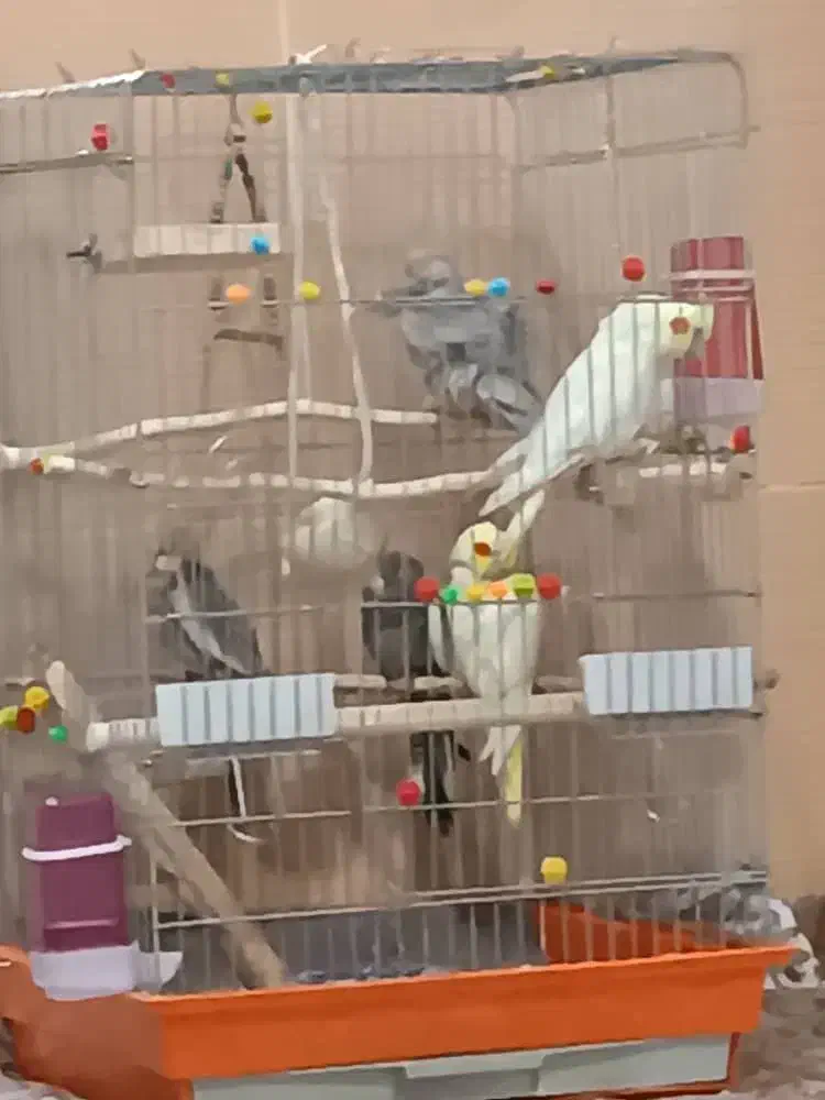 عروس هلندی|پرنده|دورود, |دیوار