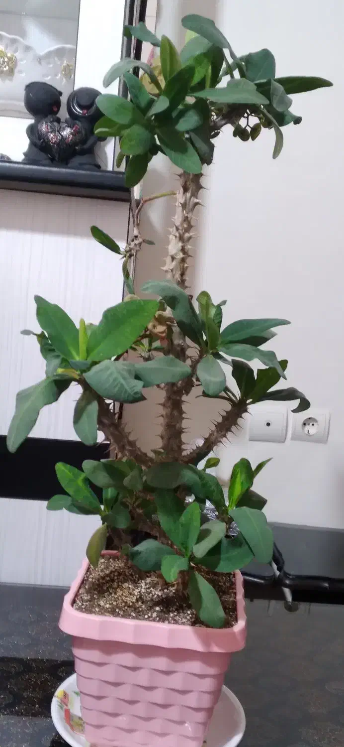 مرجان هلندی|گل و گیاه طبیعی|محمدیه-قزوین, |دیوار