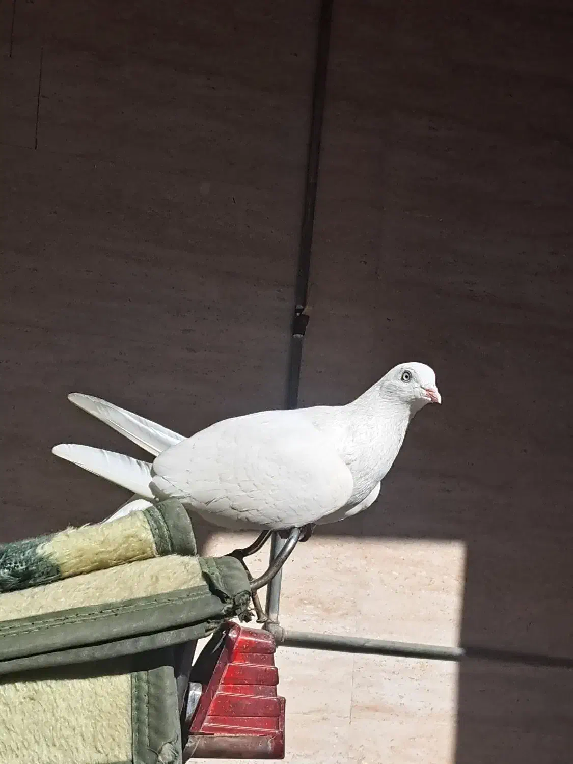 بمبویی|پرنده|امیدیه, |دیوار