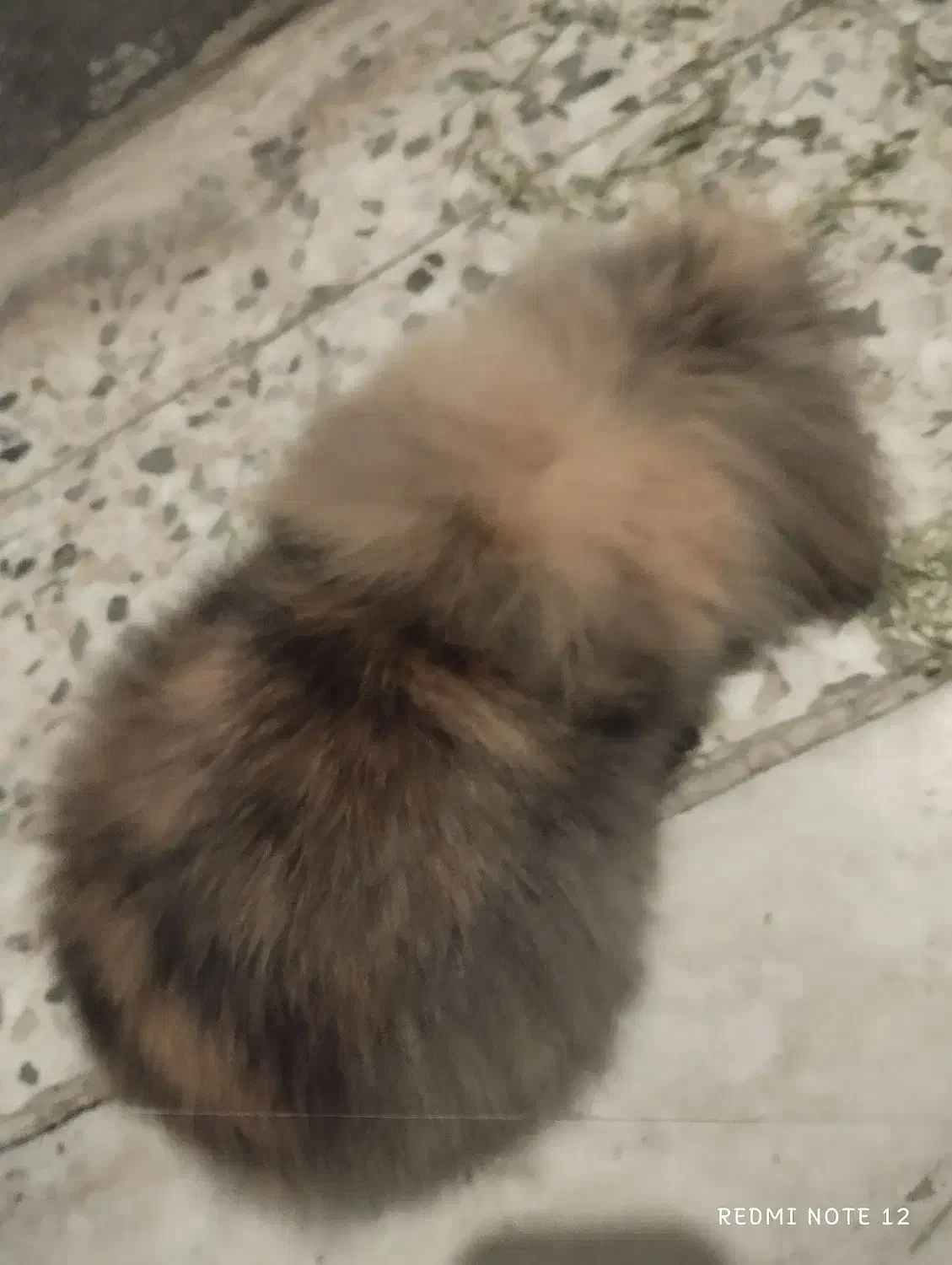 خرگوش هلندی|موش و خرگوش|اهواز, کوی رمضان|دیوار