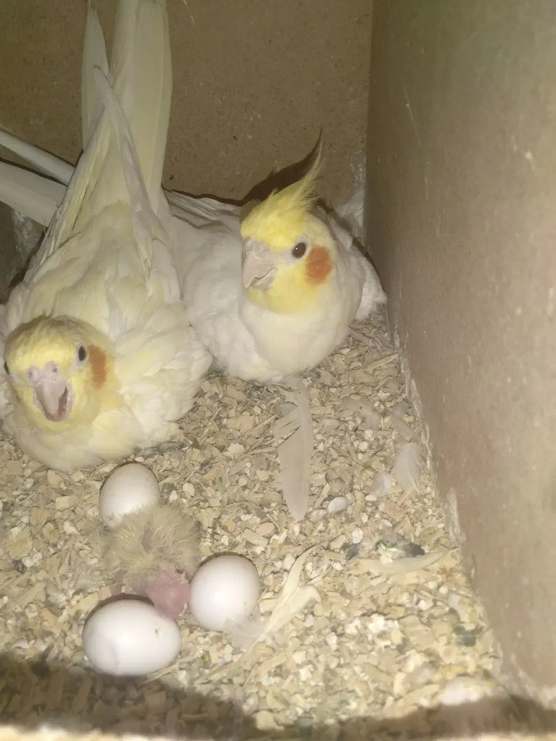 جفت عروس هلندی|پرنده|زابل, |دیوار