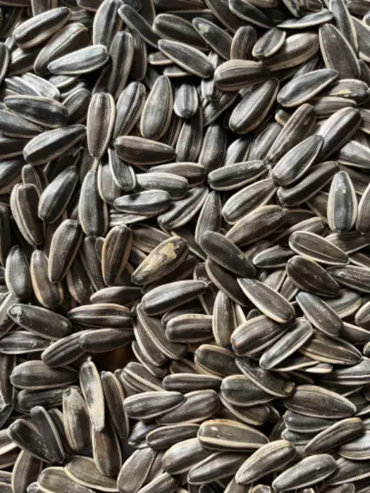 انواع تخمه برای طوطی|خوردنی و آشامیدنی|خوی, |دیوار