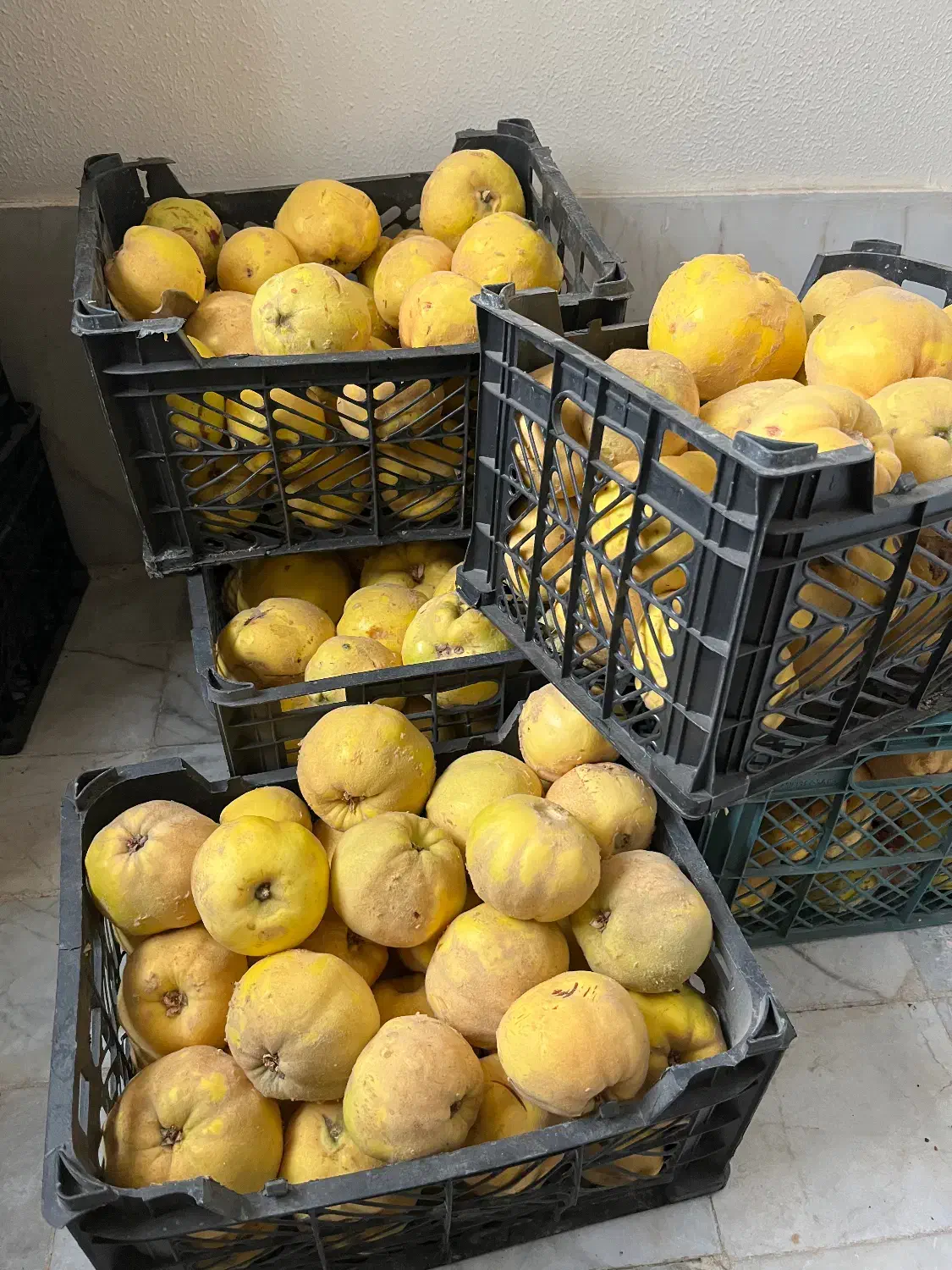 به محلی خوشرنگ و شیرین|خوردنی و آشامیدنی|شاهینشهر, عطار|دیوار