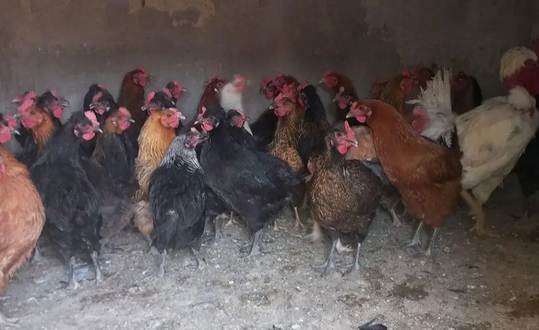 مرغ بومی گلپایگانی|حیوانات مزرعه|رودشت (اصفهان), |دیوار