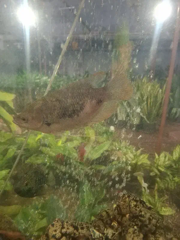 گورامی جاینت|ماهی|اردبیل, |دیوار