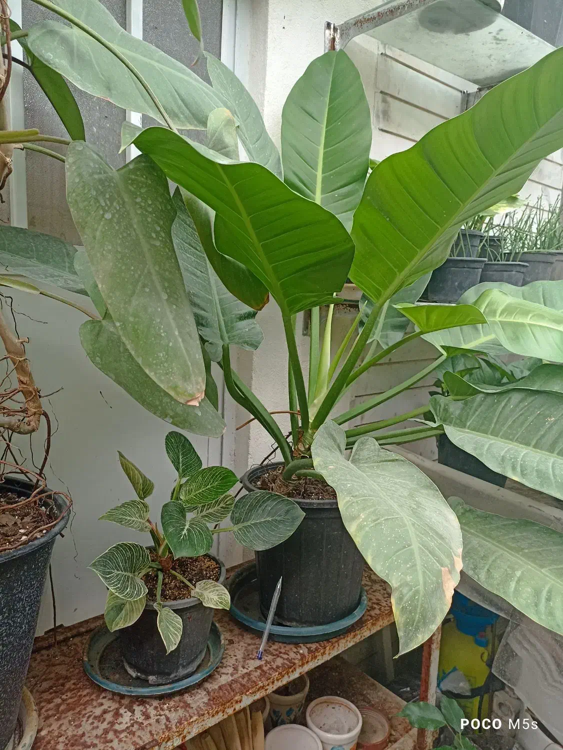 گل‌های آپارتمانی و بیرونی|گل و گیاه طبیعی|ساری, |دیوار