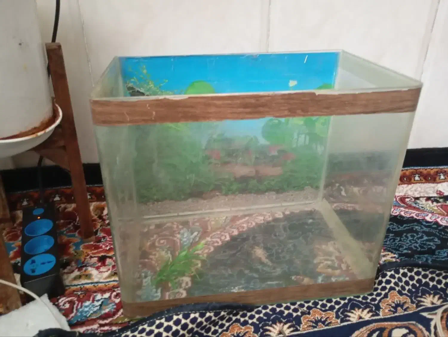 اکواریوم|ماهی|مشهد, قائم|دیوار