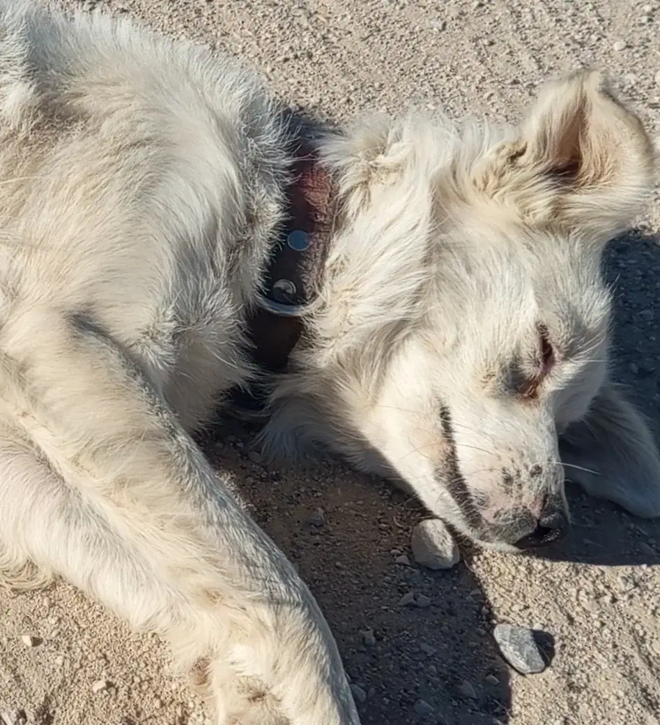 سگ فروشی|سگ|یاسوج, |دیوار