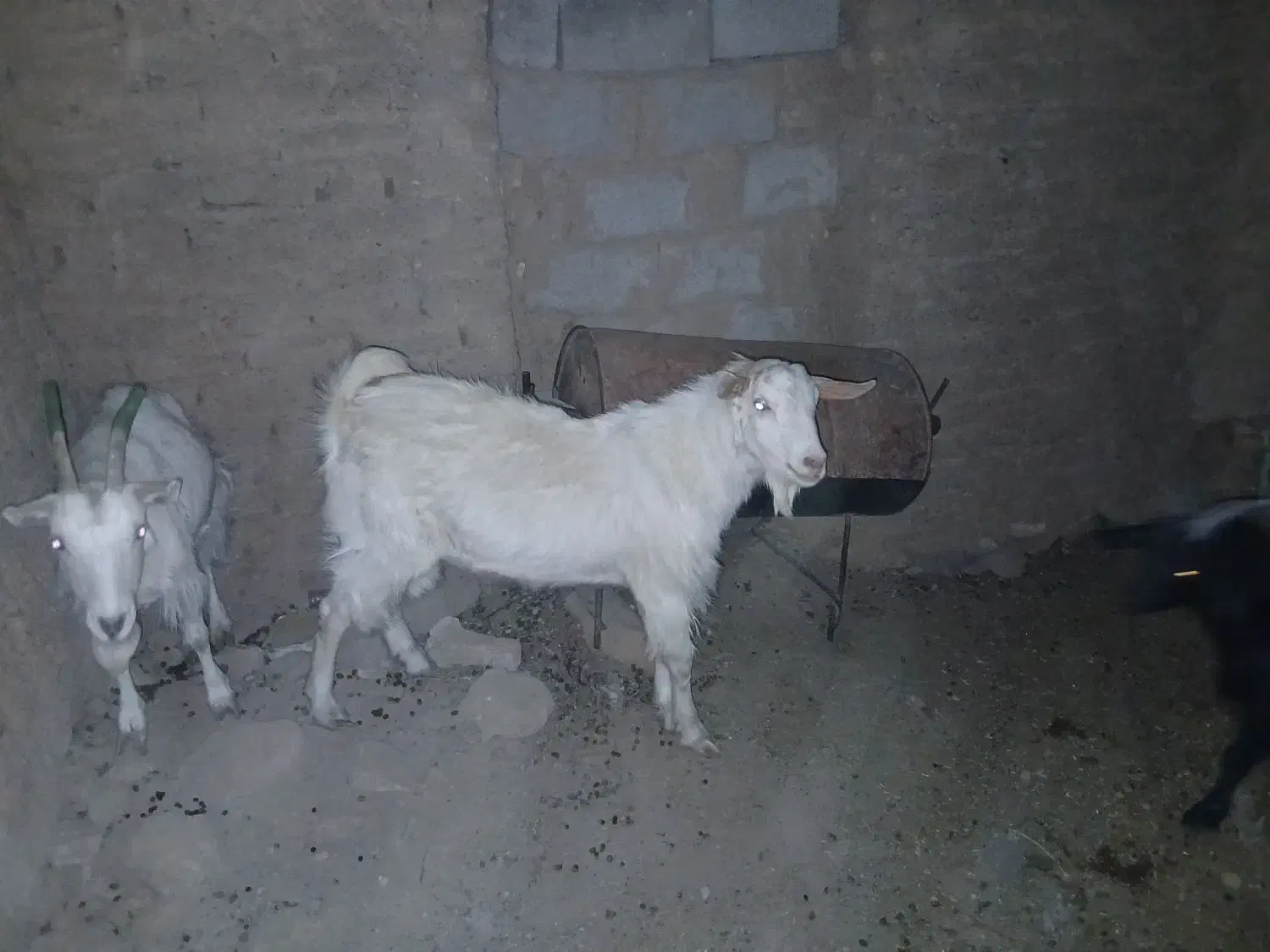 دو بز سانن دوقلو زا ابستن و یه چبش اصل سانن|حیوانات مزرعه|درمیان, |دیوار