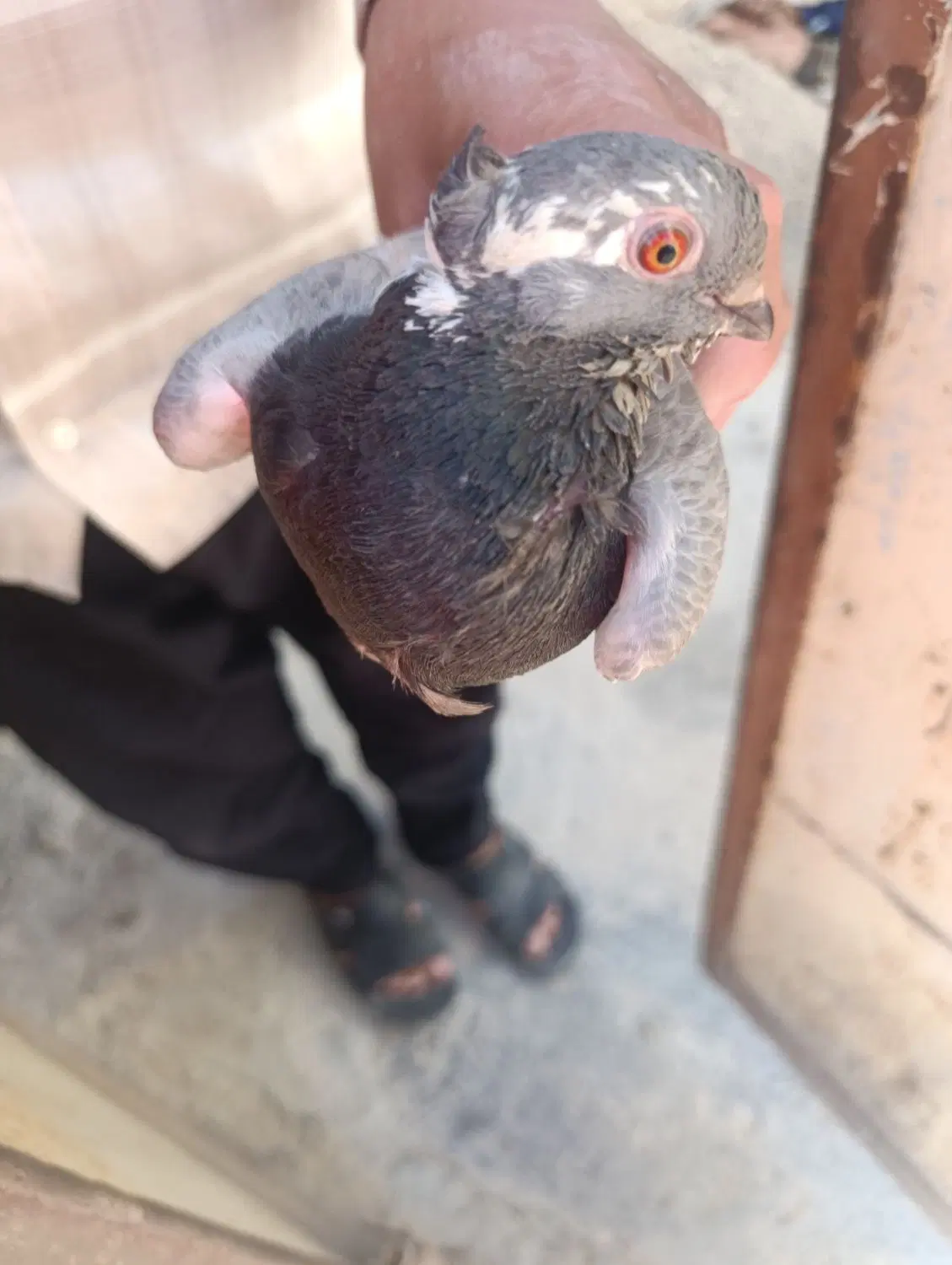 مرغ عشق|پرنده|شادگان, |دیوار
