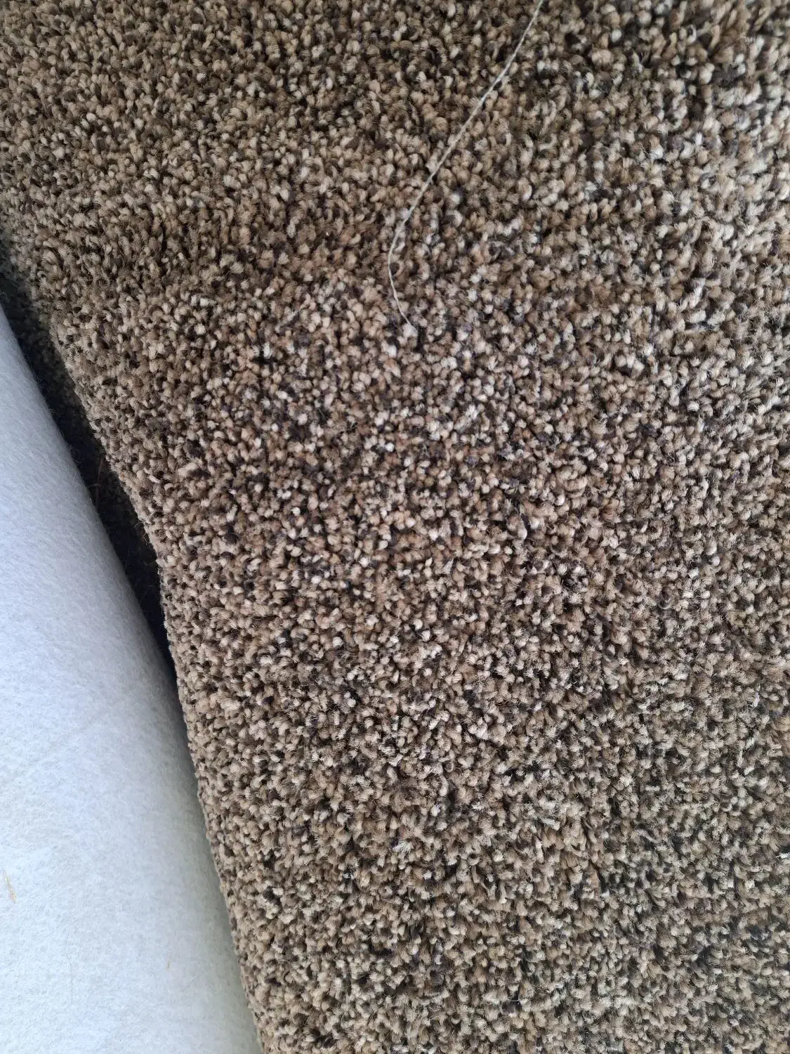 موکت پرز بلند|موکت|بروجرد, |دیوار