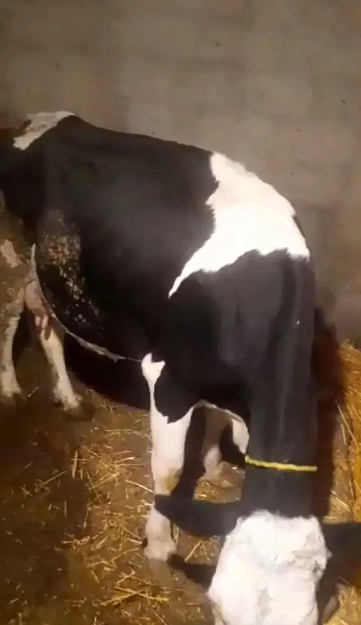 گاو ۴دندان|حیوانات مزرعه|ملکان, |دیوار