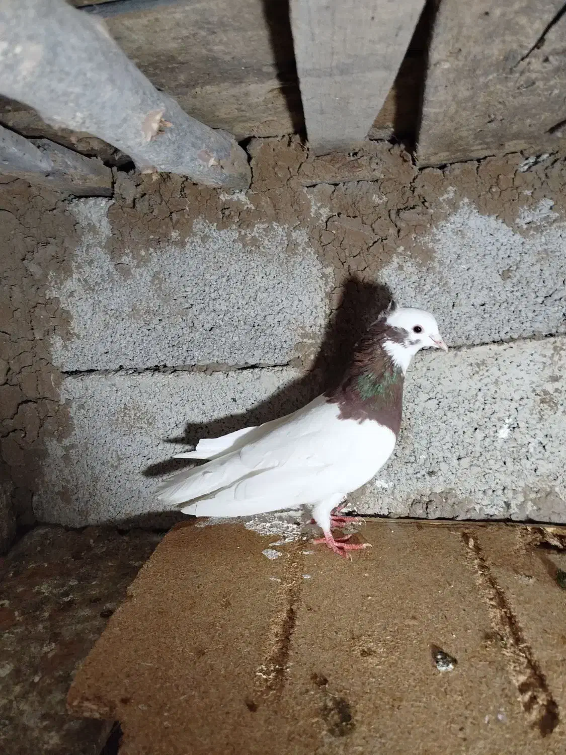 زیادی|پرنده|اردبیل, |دیوار