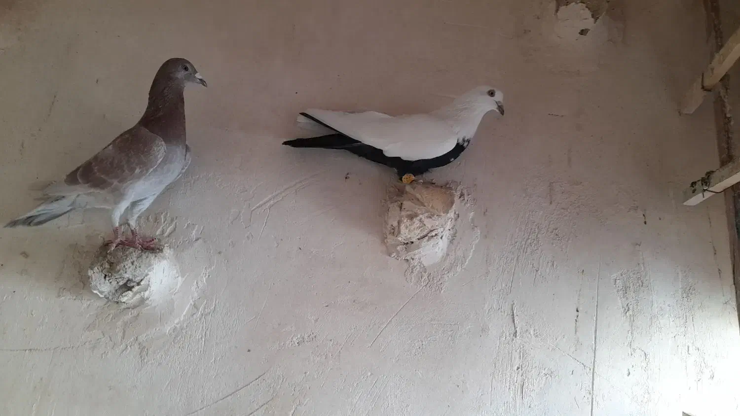 کبوتر|پرنده|اقبالیه, |دیوار