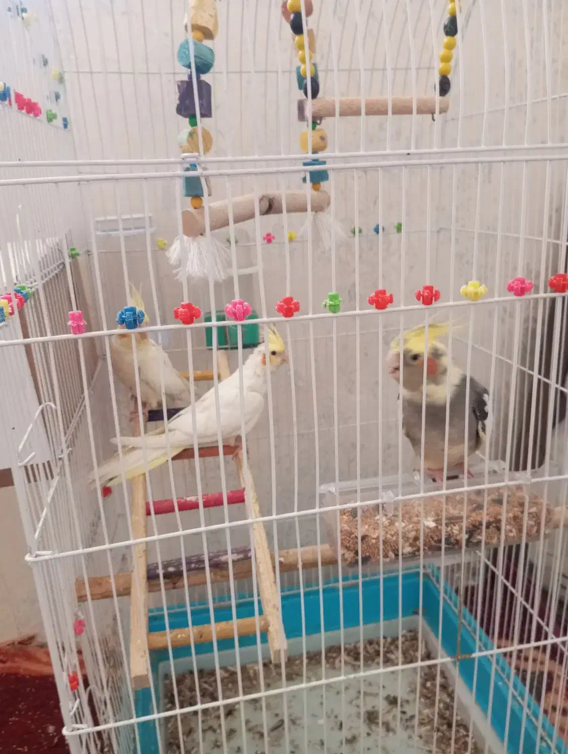 عروس هلندی|پرنده|خرمآباد, |دیوار