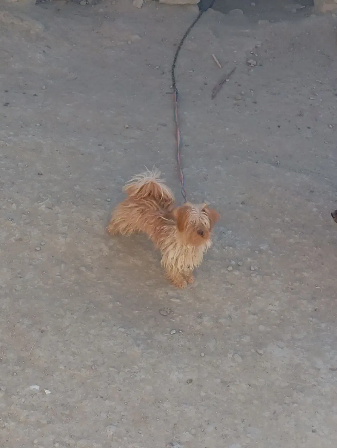 واگزاری سگ|سگ|شیروان (خراسان), |دیوار