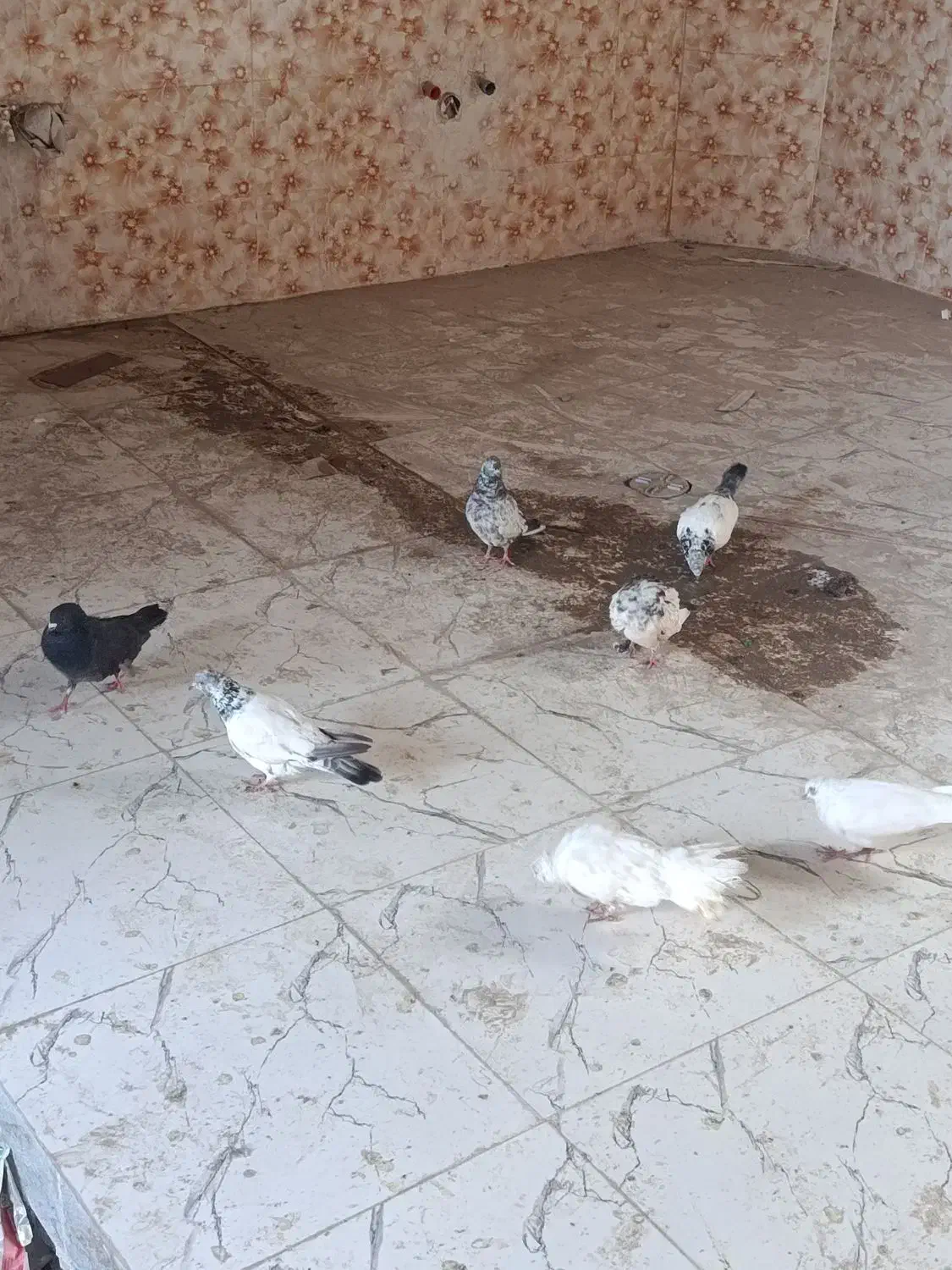 کبوتر پرشی|حیوانات مزرعه|ایرانشهر, |دیوار