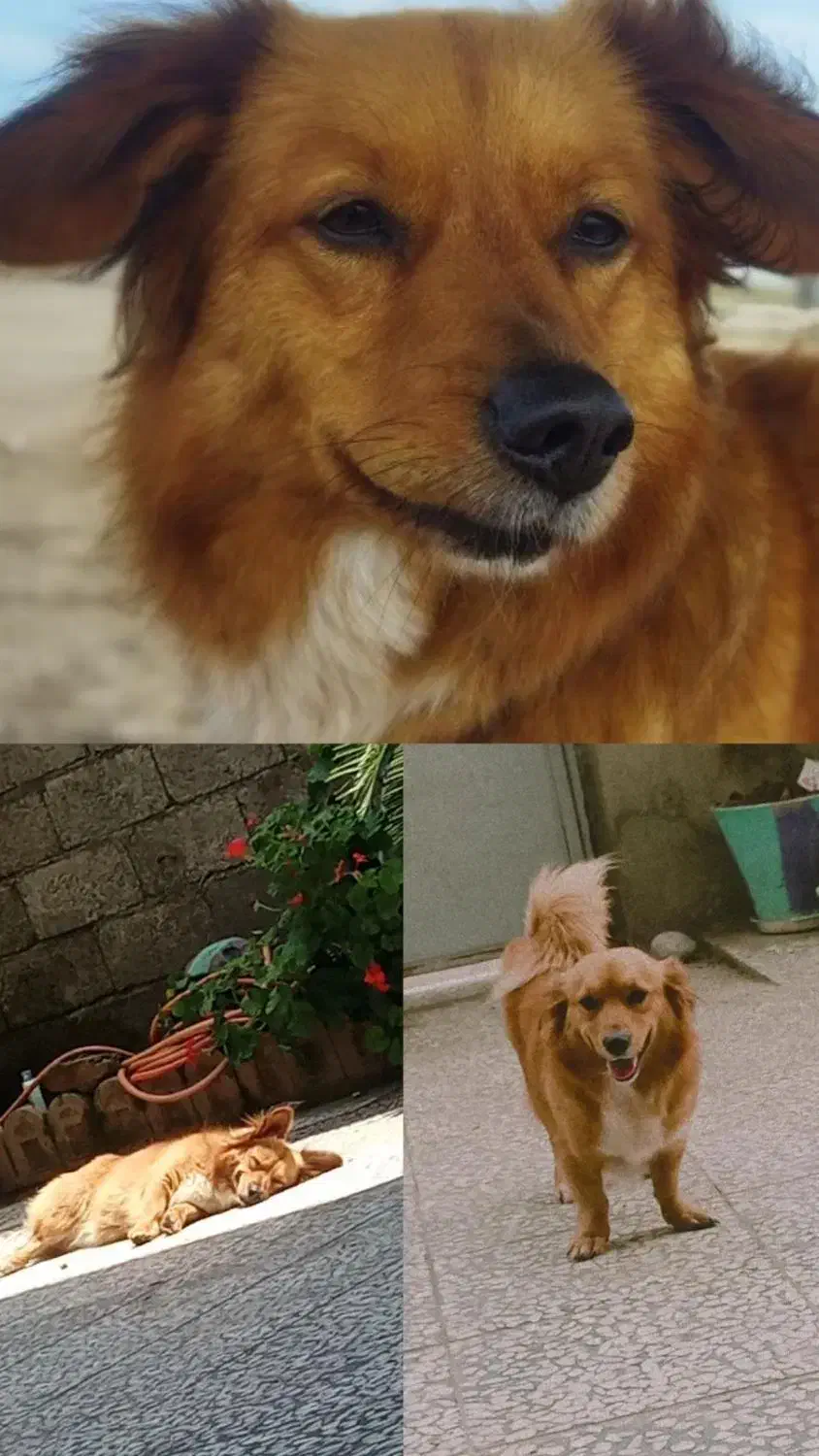 سگ گمشده|سگ|توتکابن, |دیوار