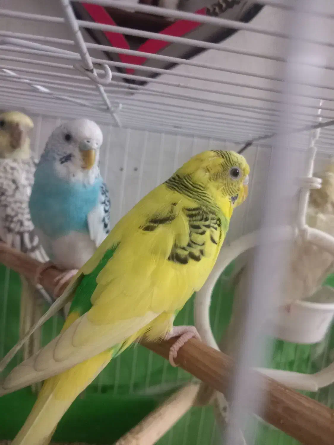 مرغ عشق دستی|پرنده|مشهد, ایثار|دیوار