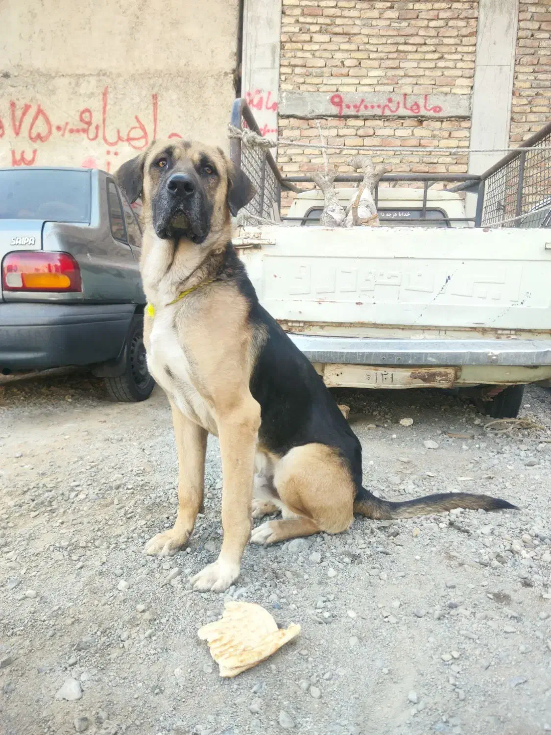 پژدرعراقی دوساله|سگ|صباشهر, |دیوار