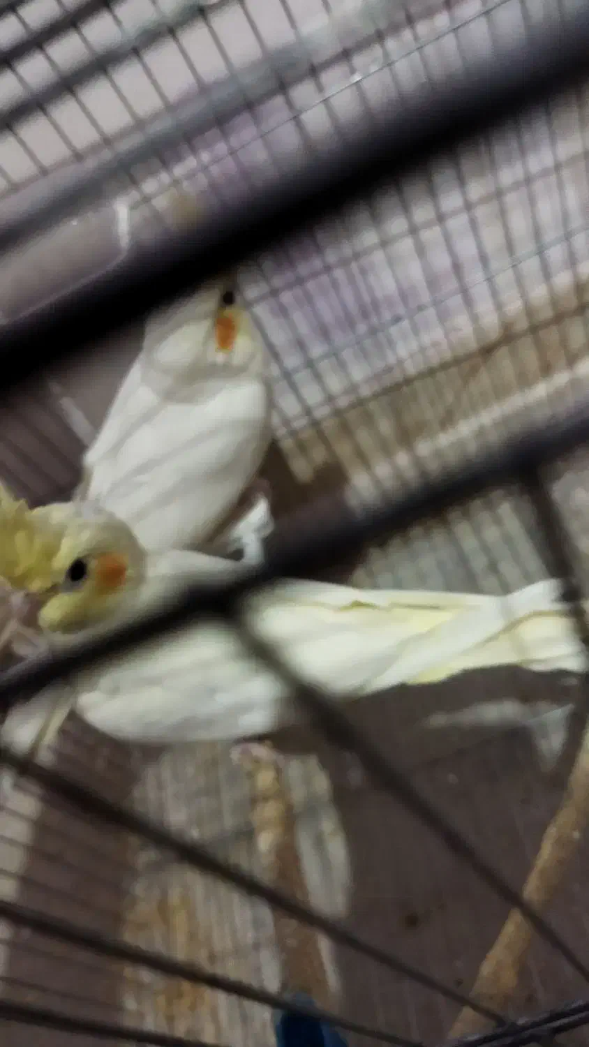 عروس هلندی|پرنده|سیرجان, |دیوار