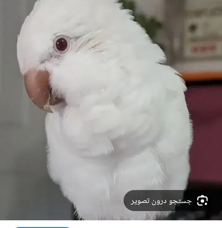 فروش دوعدد طوطی راهب|پرنده|بوکان, |دیوار