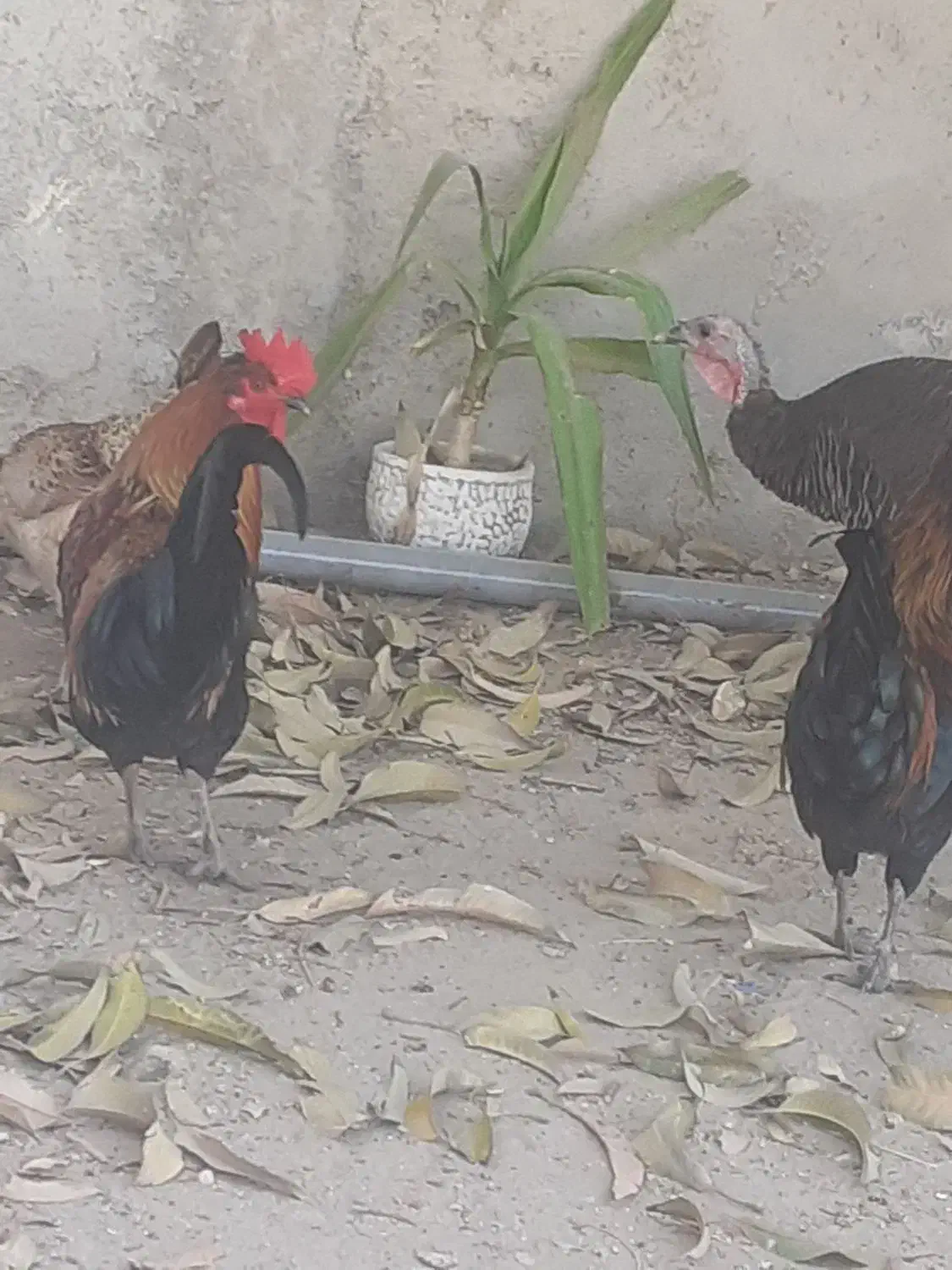 بوقلمون و خروس در بندر ریگ|حیوانات مزرعه|ریگ, |دیوار