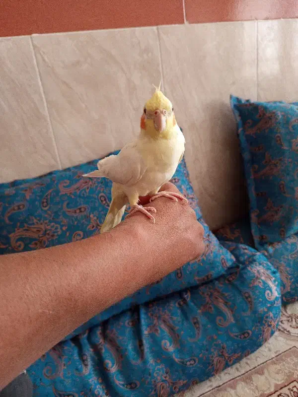 عروس هلندی|پرنده|درمیان, |دیوار