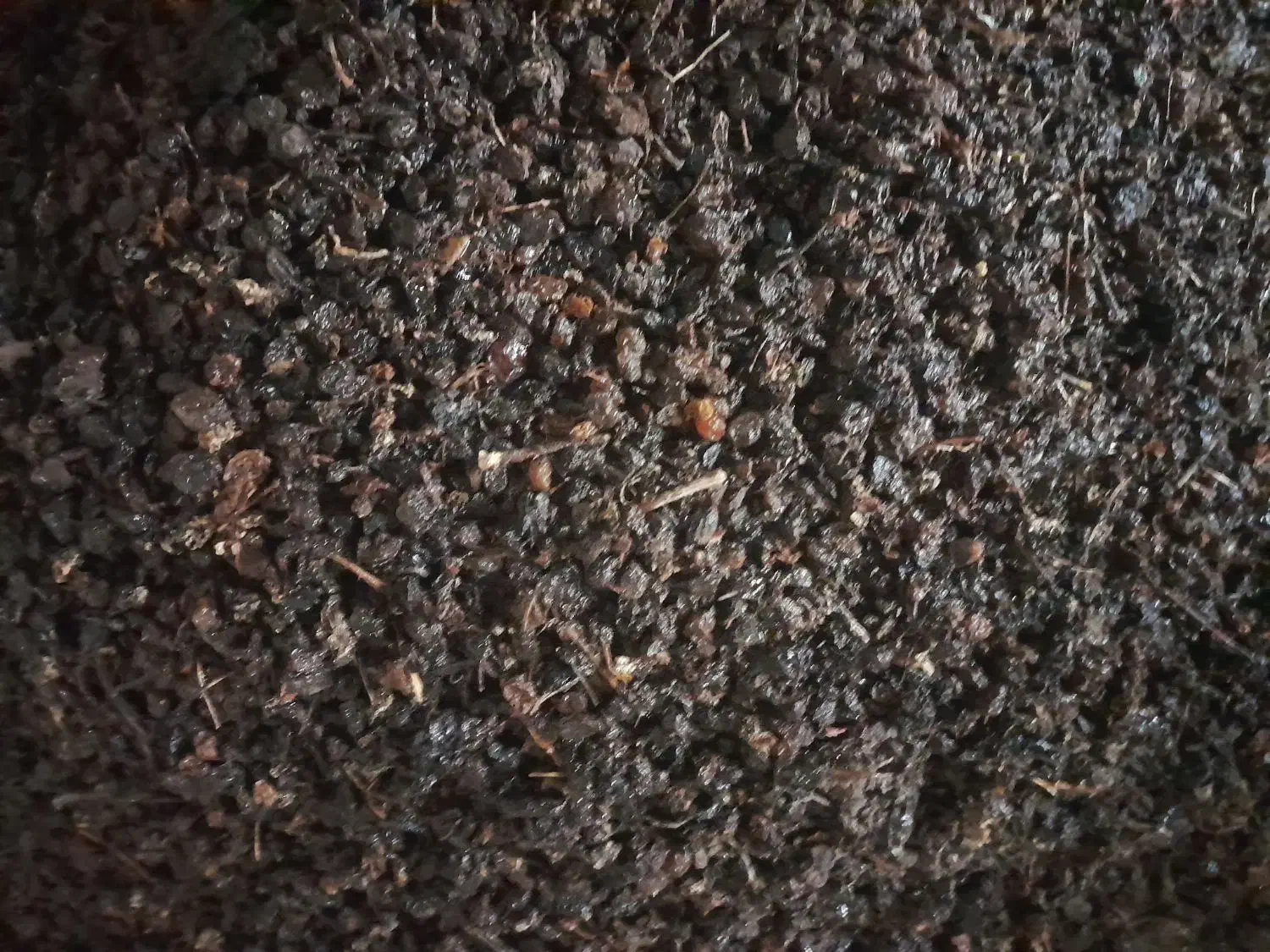 کشمش|خوردنی و آشامیدنی|همدان, |دیوار