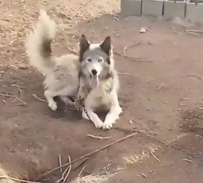 سگ هاسکی چشم دو رنگ|سگ|یزد, |دیوار