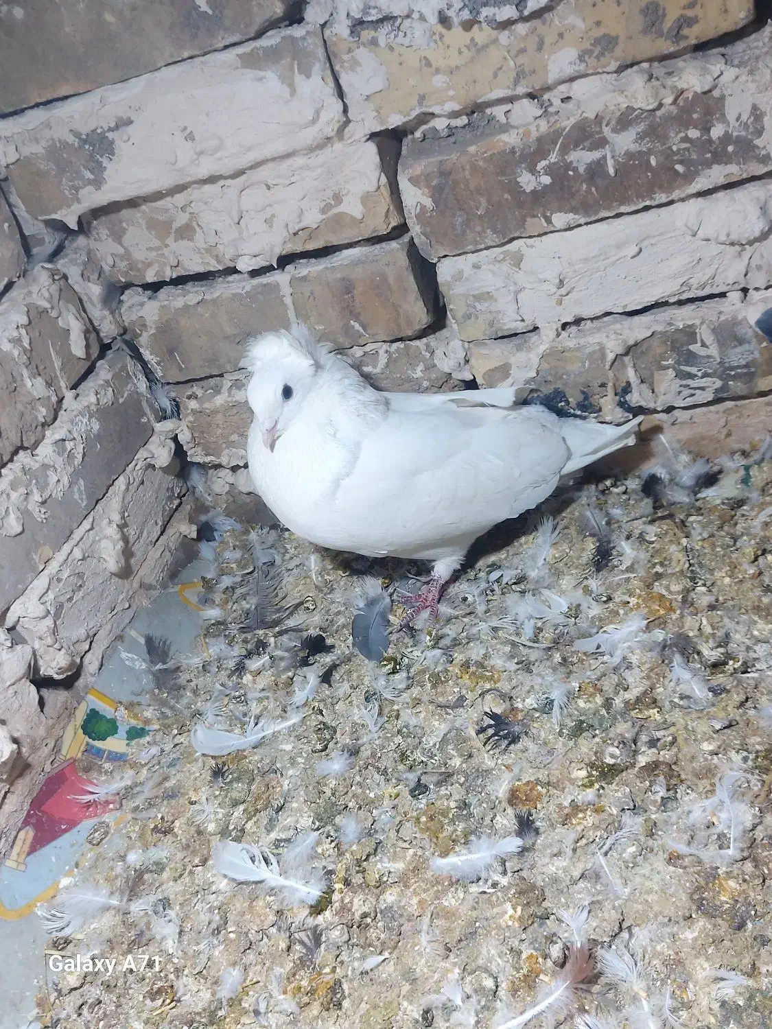 سفید نر سبزه ماده|پرنده|مشهد, منزل آباد|دیوار